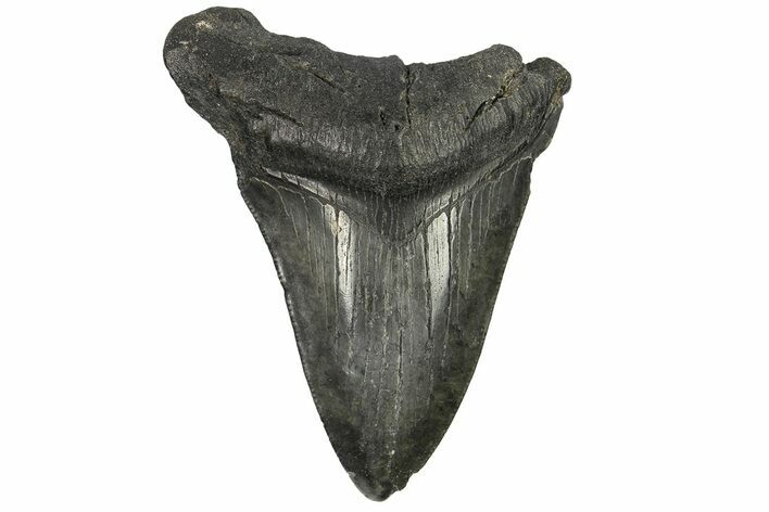 Bargain, Fossil Megalodon Tooth - South Carolina #169326